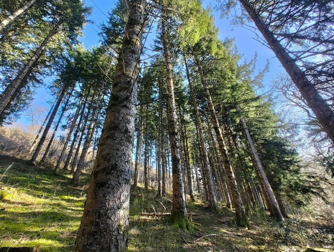 Photos 4 - Forestière - Massif forestier avec ruisseau, proche de Laguiole