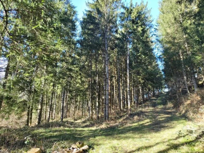Photos 5 - Forestière - Massif forestier avec ruisseau, proche de Laguiole