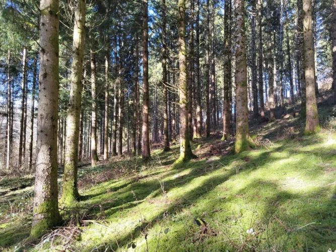 Photos 6 - Forestière - Massif forestier avec ruisseau, proche de Laguiole