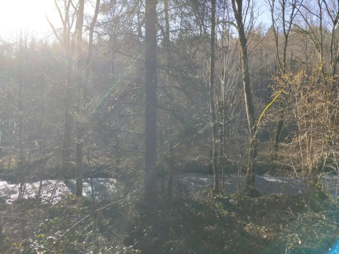 Photos 9 - Forestière - Massif forestier avec ruisseau, proche de Laguiole