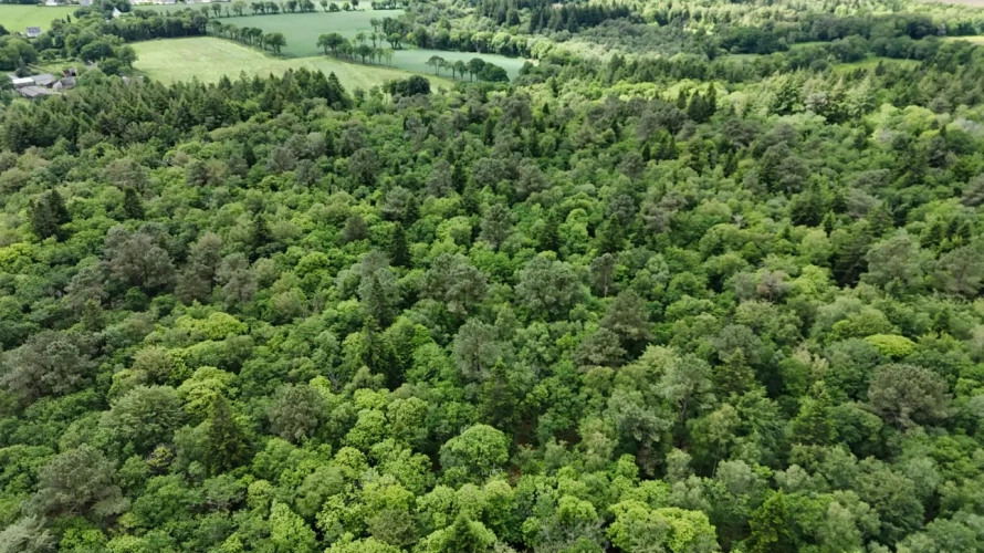 Photos 3 - Forestière - Massif forestier d’un seul tenant au cœur du Morbihan