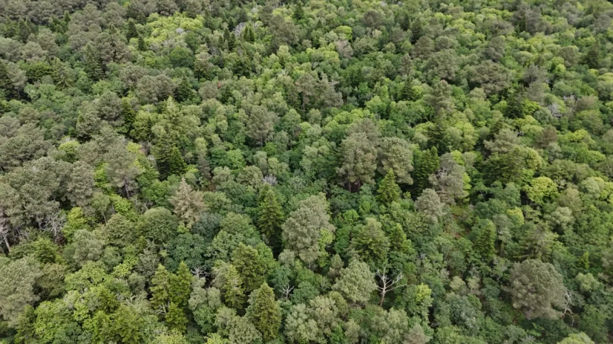 Photos 4 - Forestière - Massif forestier d’un seul tenant au cœur du Morbihan