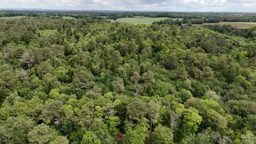 Photos 5 - Forestière - Massif forestier d’un seul tenant au cœur du Morbihan