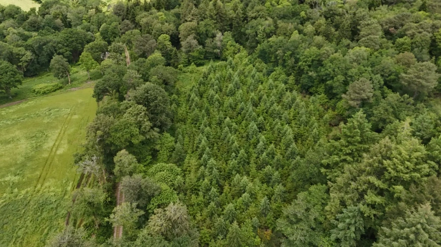 Photos 6 - Forestière - Massif forestier d’un seul tenant au cœur du Morbihan