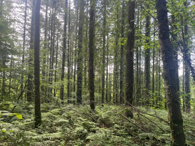 Photos 7 - Forestière - Massif forestier d’un seul tenant au cœur du Morbihan