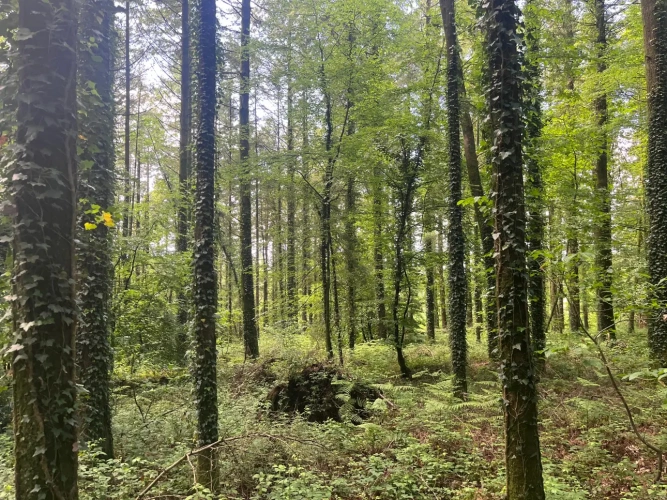 Photos 8 - Forestière - Massif forestier d’un seul tenant au cœur du Morbihan
