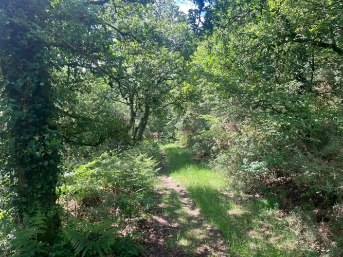Photos 9 - Forestière - Massif forestier d’un seul tenant au cœur du Morbihan