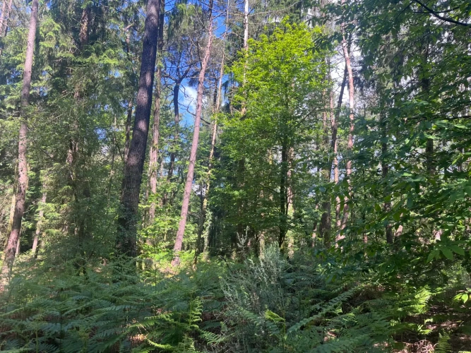 Photos 10 - Forestière - Massif forestier d’un seul tenant au cœur du Morbihan