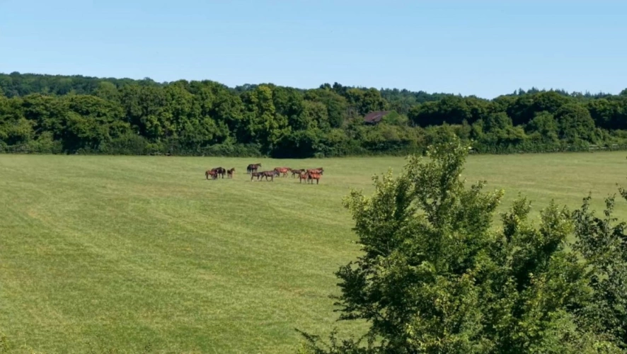 Photos 4 - Équestre - HARAS NORMAND SUR 73 HA
