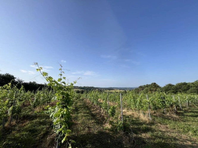 Photos 1 - Viticole - À Vendre : Terrain avec Vignes - Puy-d'Arnac (19)
