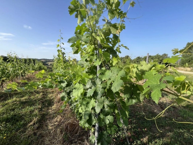 Photos 2 - Viticole - À Vendre : Terrain avec Vignes - Puy-d'Arnac (19)