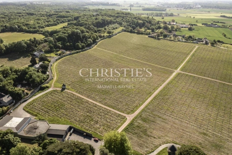 Photos 3 - Vineyard - Exceptional Loire Valley Wine Estate with Grand Château, Impressive Chai, and 15 Hectares of AOC Sau