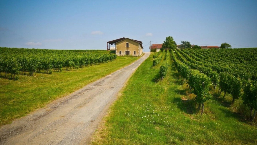 Photos 4 - Viticole - Domaine Viticole Éco-responsable à Vendre
