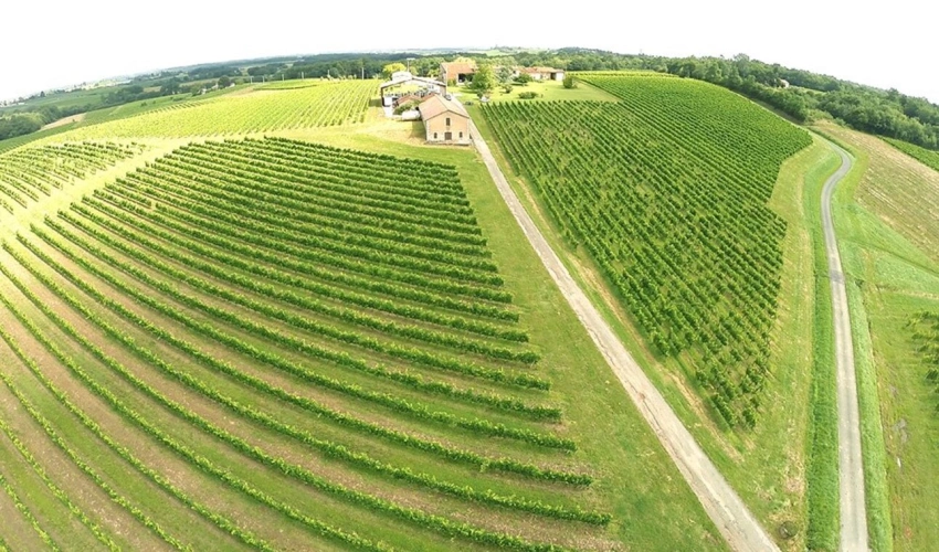 Photos 1 - Viticole - Domaine Viticole Éco-responsable à Vendre