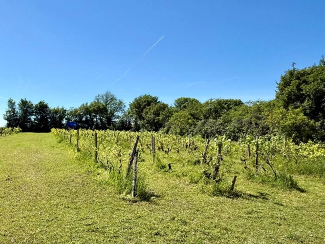 Photos 16 - Touristique - Propriété de charme au style de vie français avec deux gîtes, un vignoble et une piscine