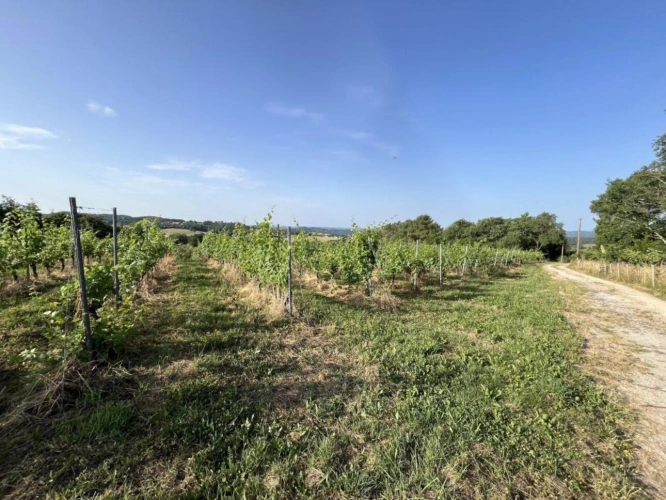 Photos 5 - Viticole - À Vendre : Terrain avec Vignes - Puy-d'Arnac (19)