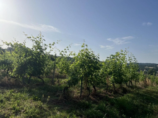 Photos 6 - Viticole - À Vendre : Terrain avec Vignes - Puy-d'Arnac (19)