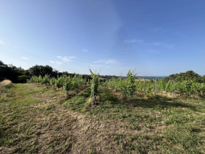 Photos 3 - Viticole - À Vendre : Terrain avec Vignes - Puy-d'Arnac (19)