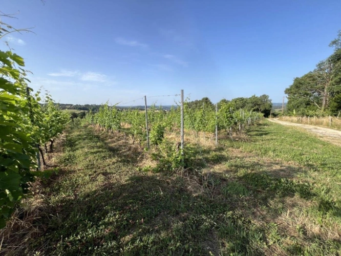 Photos 4 - Viticole - À Vendre : Terrain avec Vignes - Puy-d'Arnac (19)