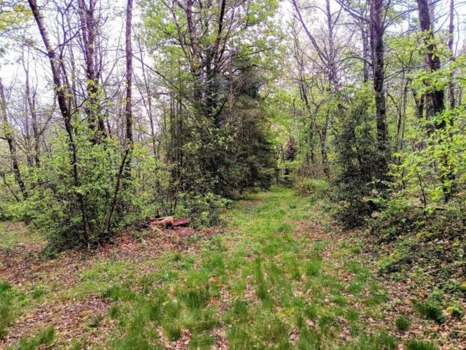 Photos 9 - Rurale - Maison 249 M2 sur terrain 3 hectares