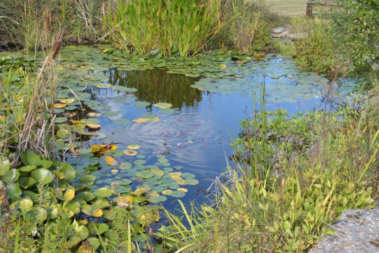 Photos 5 - Rurale - Ravissante propriété sur 12 Ha attenants, très calme sans voisinage