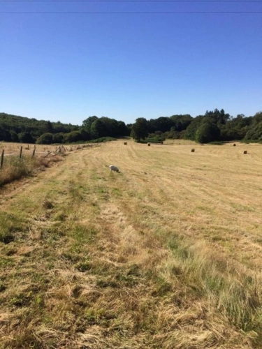Photos 16 - Agricole - Ferme avec 27 hectares de terres certifiées bio, maison, plus maison à restaurer et dépendances dans un bel endroit
