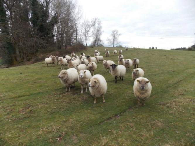 Photos 1 - Agricole - Ferme avec 27 hectares de terres certifiées bio, maison, plus maison à restaurer et dépendances dans un bel endroit