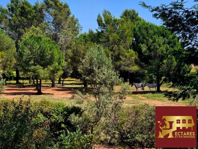Photos 11 - Équestre - Propriété équestre de caractère  à Roquebrune sur Argens . Rare à la vente !