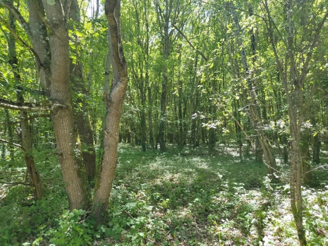 Photos 2 - Forestière - Dans le Perche à proximité de Bellême, propriété de 9 hectares, en pleine nature.