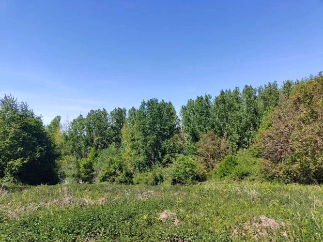 Photos 3 - Forestière - Dans le Perche à proximité de Bellême, propriété de 9 hectares, en pleine nature.