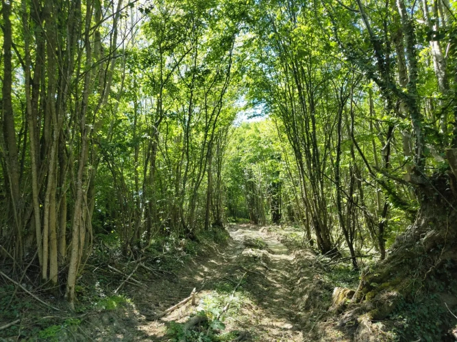 Photos 4 - Forestière - Dans le Perche à proximité de Bellême, propriété de 9 hectares, en pleine nature.