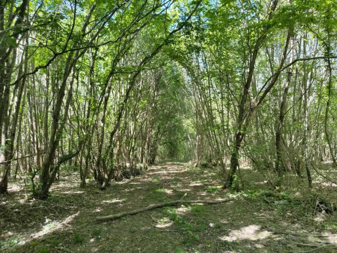 Photos 5 - Forestière - Dans le Perche à proximité de Bellême, propriété de 9 hectares, en pleine nature.