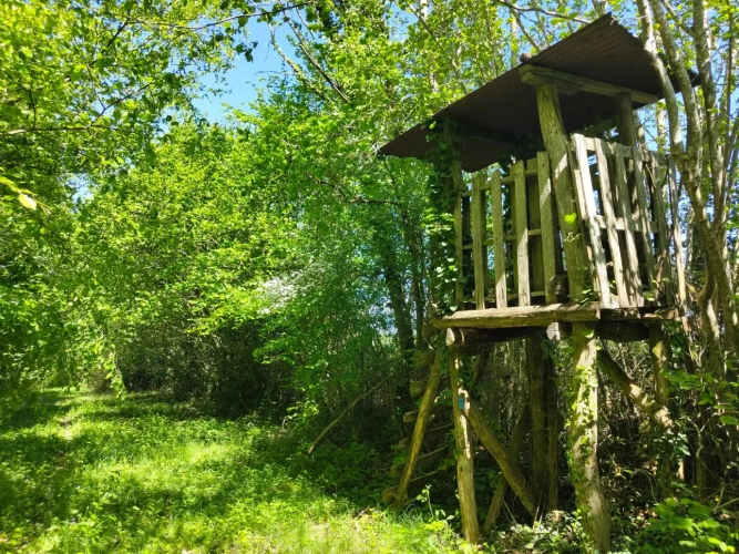 Photos 6 - Forestière - Dans le Perche à proximité de Bellême, propriété de 9 hectares, en pleine nature.