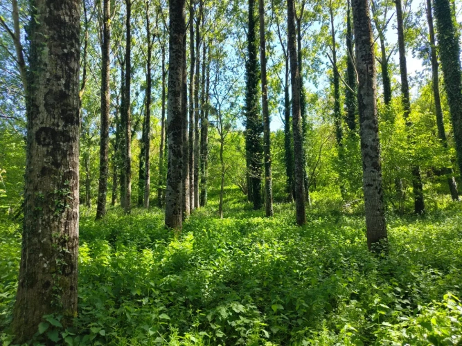Photos 8 - Forestière - Dans le Perche à proximité de Bellême, propriété de 9 hectares, en pleine nature.