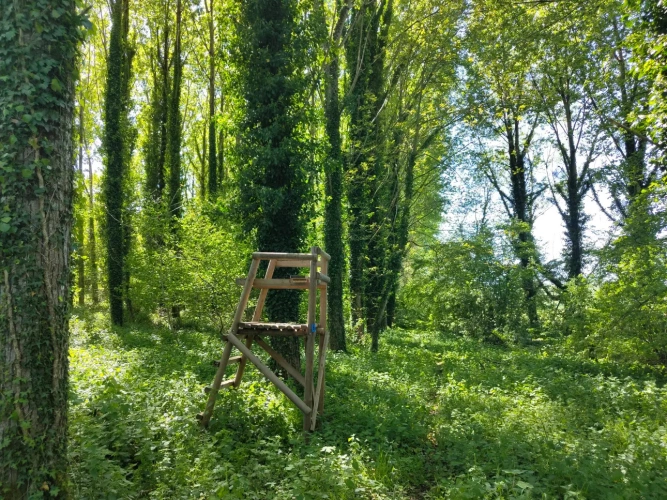 Photos 9 - Forestière - Dans le Perche à proximité de Bellême, propriété de 9 hectares, en pleine nature.