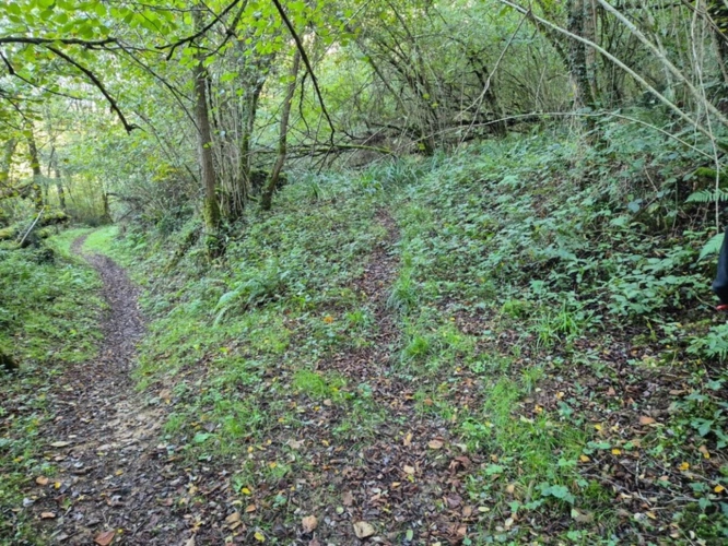 Photos 3 - Forestière - A vendre BOIS 16281 m2  SALIES DE BEARN (64)