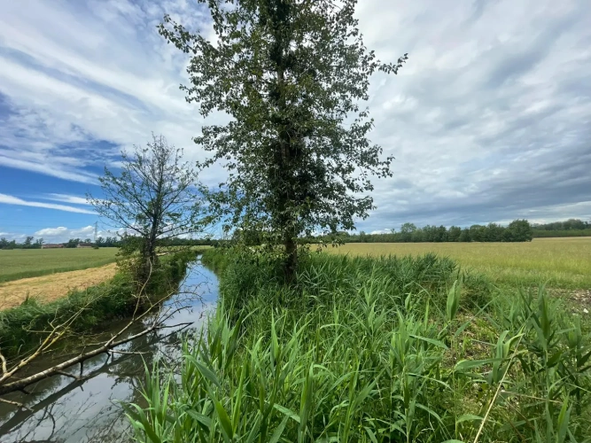 Photos 1 - Forestière - Peupleraie de 85 ha à reconstituer dans le Cher