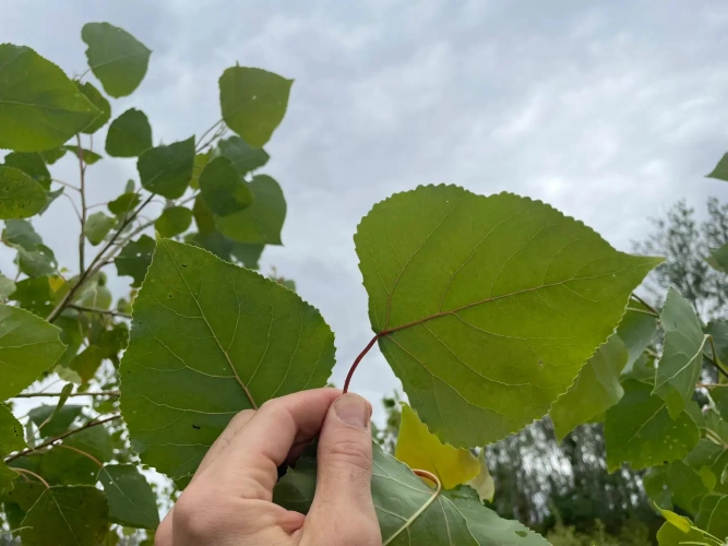 Photos 3 - Forestière - Peupleraie de 85 ha à reconstituer dans le Cher