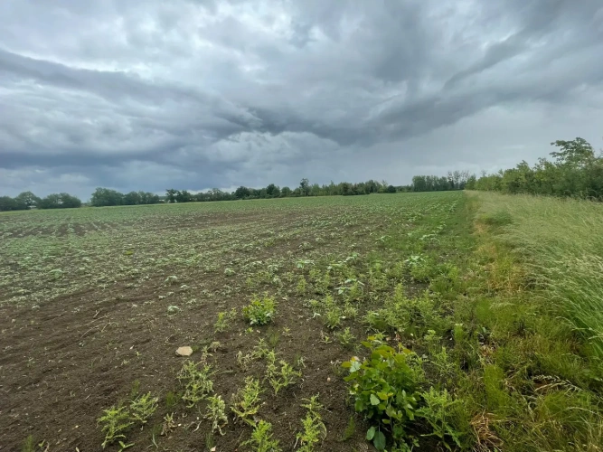 Photos 7 - Forestière - Peupleraie de 85 ha à reconstituer dans le Cher