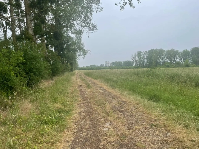 Photos 8 - Forestière - Peupleraie de 85 ha à reconstituer dans le Cher