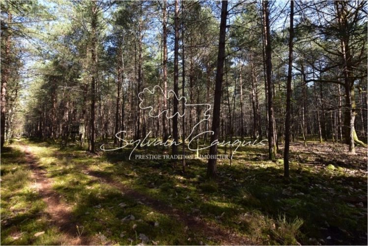 Photos 8 - Forestière - Propriété de Chasse ou d'Agrément de 60 hectares en Sologne