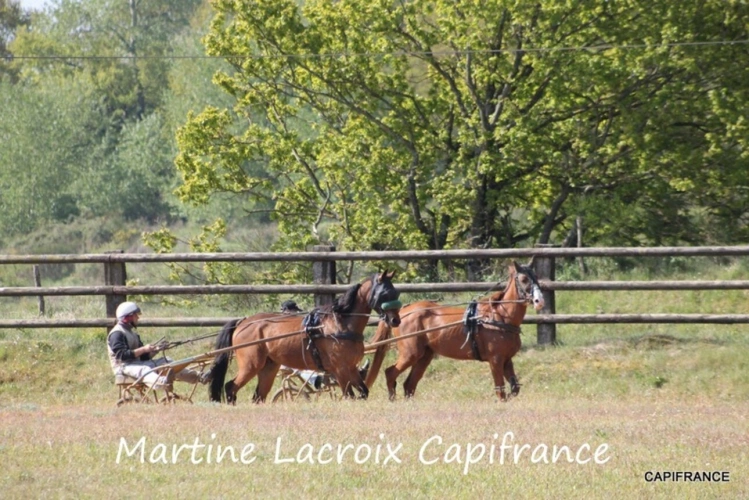 Photos 30 - Équestre - Dpt SARTHE (72), à vendre LA FERTÉ-BERNARD - PROPRIÉTÉ  P5 de 100 m² - Terrain de 10 Ha