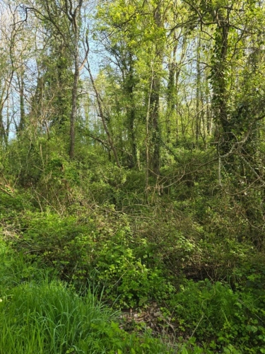Photos 1 - Rurale - Terrain à vendre non constructible  de 2 500,00 m² LE CHAMP SAINT PERE (85) le piquet