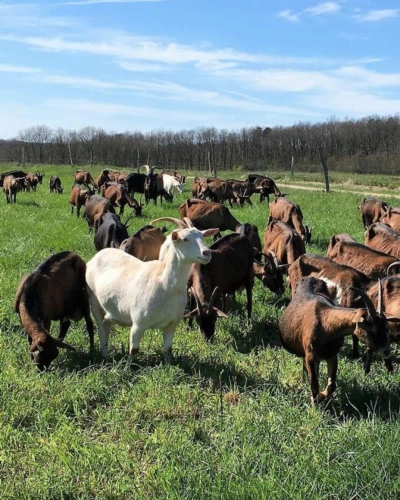 Photos 2 - Rural - Exploitation caprine avec transformation fromagère, vente di