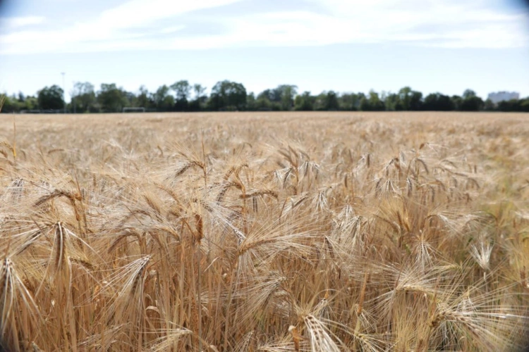 Photos 1 - Agricole - Investissement - Foncier agricole loué   6,9 ha   revenu loc
