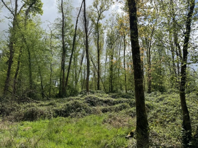 Photos 16 - Prestige - Domaine rural groupé sur 46 hectares en Touraine