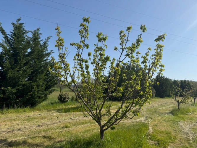 Photos 3 - Rurale - Terrain de loisirs de 2600m² à vendre à COLLIAS (30) - Environnement naturel privilégié