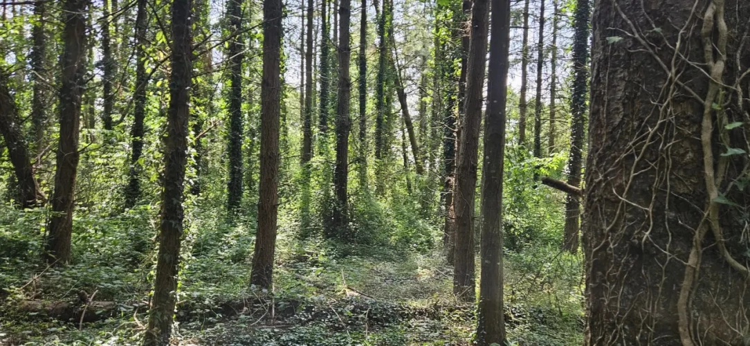 Photos 6 - Forestière - Nantes : Un Domaine entre Eau, Forêt et Agriculture