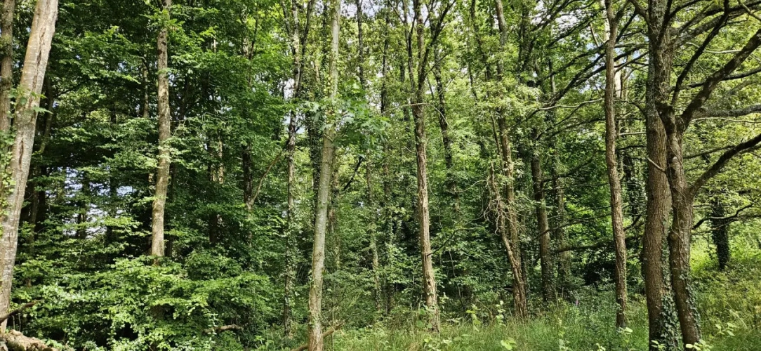 Photos 8 - Forestière - Nantes : Un Domaine entre Eau, Forêt et Agriculture