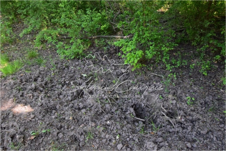 Photos 4 - Forestière - Propriété de Chasse ou d'Agrément de 40 hectares en Sologne